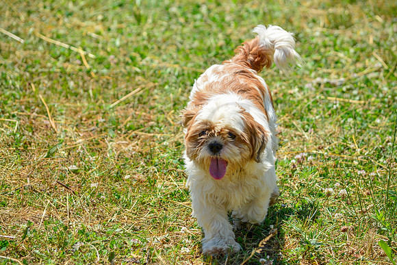160617_Dogs_142