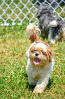 160617_Dogs_155