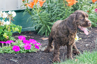 160617_Dogs_14