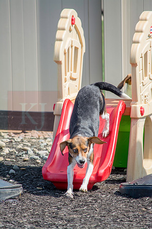 160916_QuailCreek Kennel_177