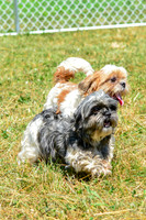 160617_Dogs_150