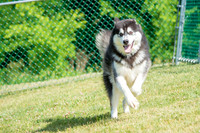 160617_Dogs_23