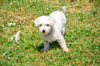 160617_Dogs_137