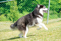 160617_Dogs_22