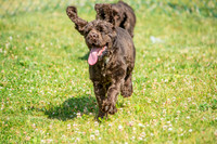 160617_Dogs_7