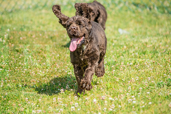 160617_Dogs_7