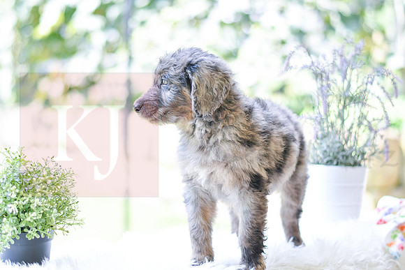 Mickey_M_0029_Aussiedoodle-3