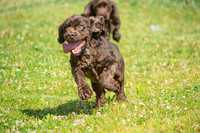 160617_Dogs_8