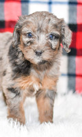 Paula_F_0043_Aussiedoodle-7173-2