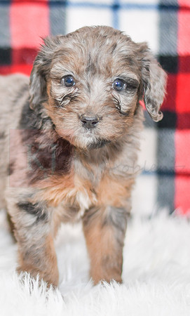 Paula_F_0043_Aussiedoodle-7173-2