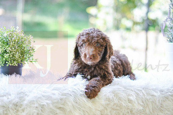 Malcom_M_0021_Aussiedoodle