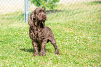 160617_Dogs_9