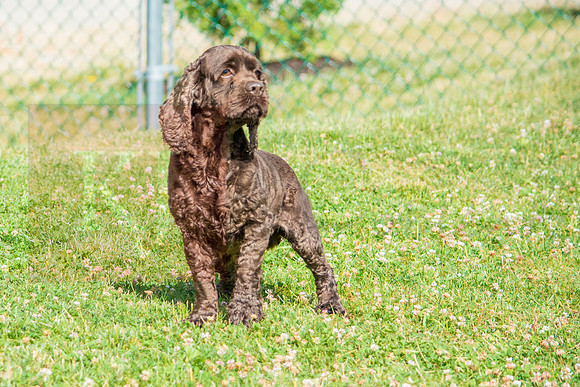 160617_Dogs_9