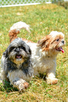 160617_Dogs_152