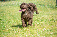 160617_Dogs_6