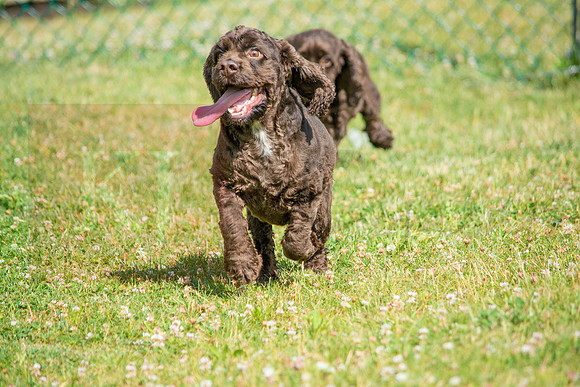 160617_Dogs_6