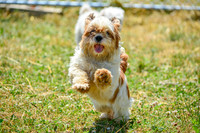 160617_Dogs_139