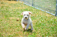 160617_Dogs_140