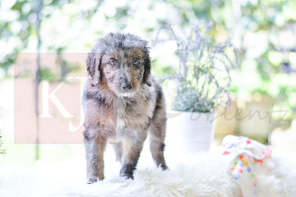 Mickey_M_0029_Aussiedoodle-4