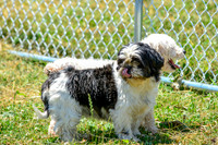 160617_Dogs_148