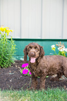 160617_Dogs_12