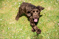 160617_Dogs_3