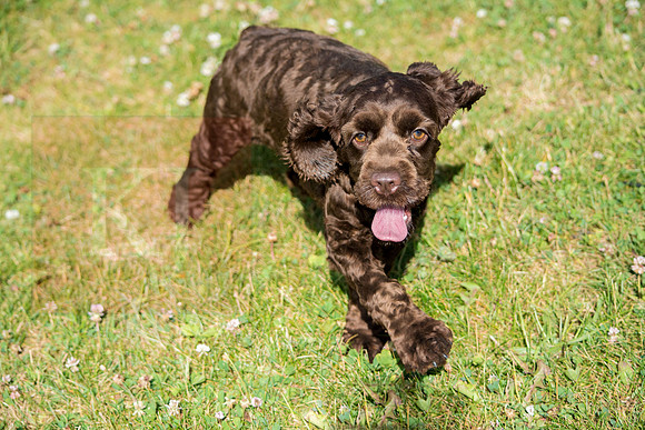 160617_Dogs_3