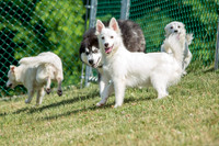 160617_Dogs_24