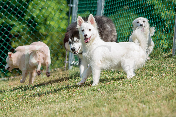 160617_Dogs_24