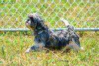 160617_Dogs_147