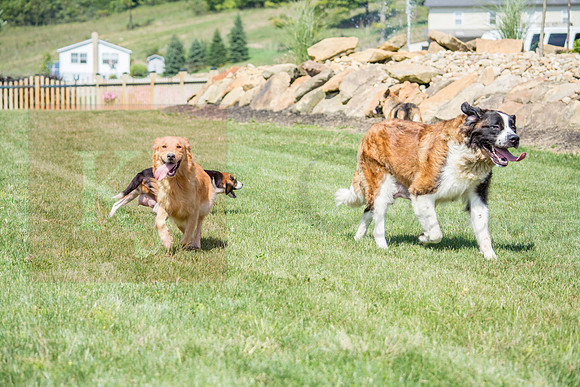 160916_QuailCreek Kennel_159