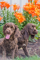 160617_Dogs_20