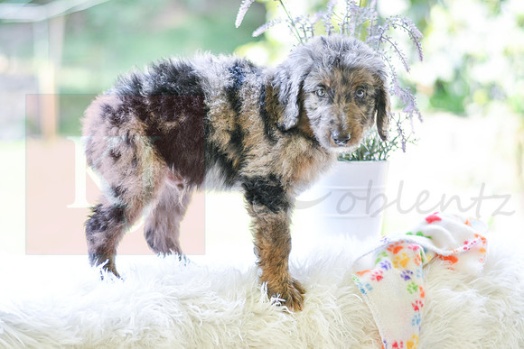 Mickey_M_0029_Aussiedoodle-6
