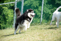 160617_Dogs_26