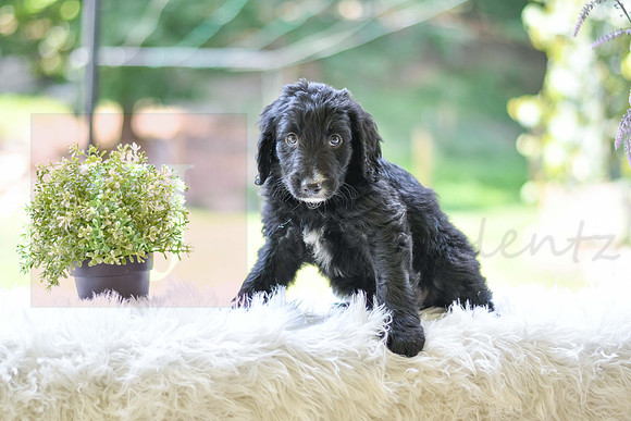 Marley_M_0024_Aussiedoodle