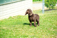 160617_Dogs_10