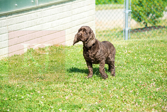 160617_Dogs_10