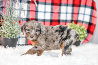 Paula_F_0043_Aussiedoodle-7170