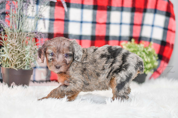 Paula_F_0043_Aussiedoodle-7170