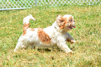 160617_Dogs_154