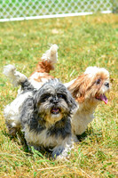 160617_Dogs_151