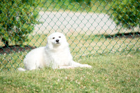 160617_Dogs_21