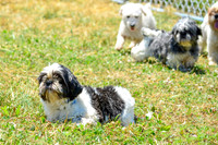 160617_Dogs_144