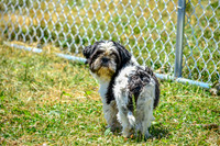 160617_Dogs_149