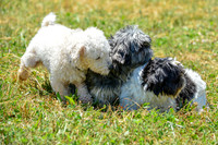 160617_Dogs_146