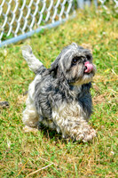 160617_Dogs_157