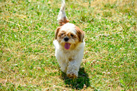 160617_Dogs_141