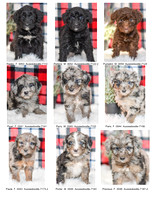 12.01.21 Aussiedoodles Litter Photo 3