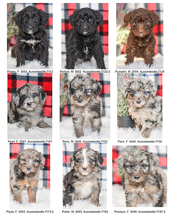 12.01.21 Aussiedoodles Litter Photo 3
