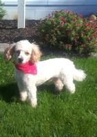 Rumpy, AKC 10# Mini Party Poodle